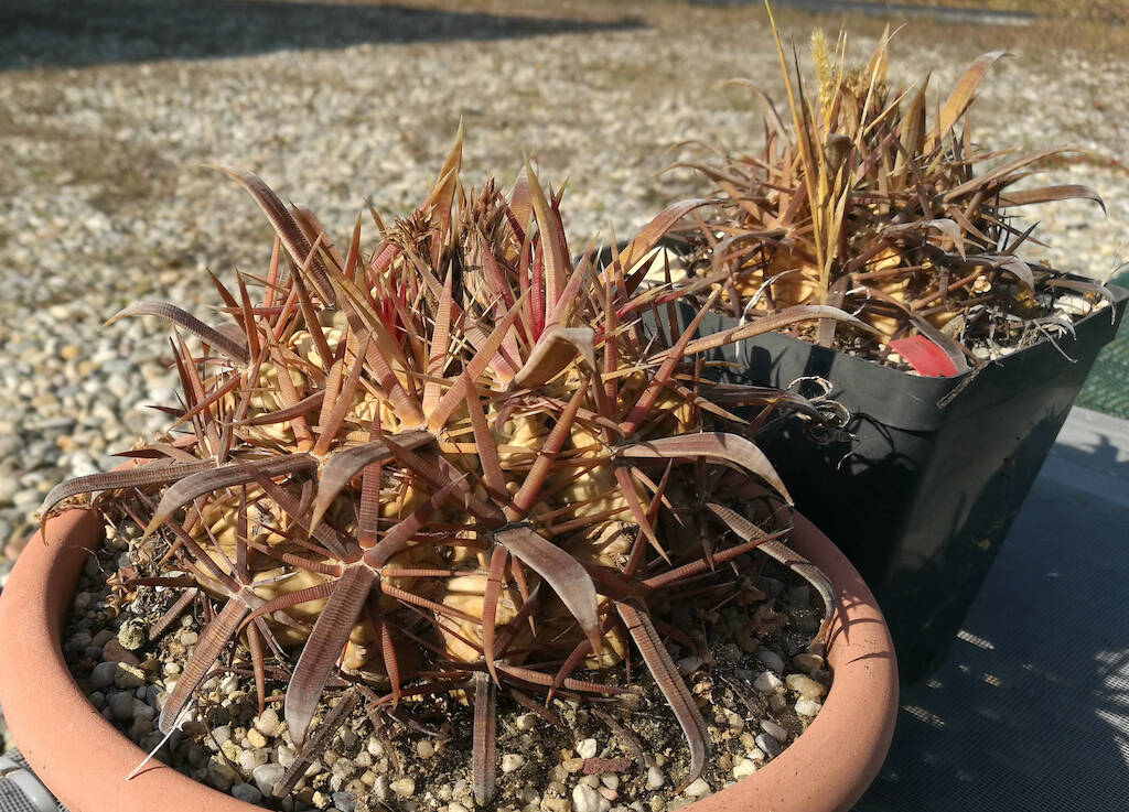 Ferocactus latispinus marci