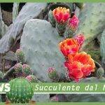 Opuntia a Bordighera