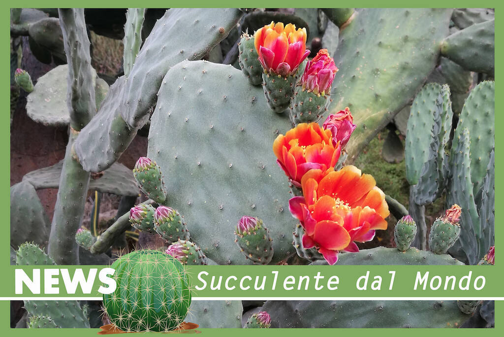 Opuntia a Bordighera