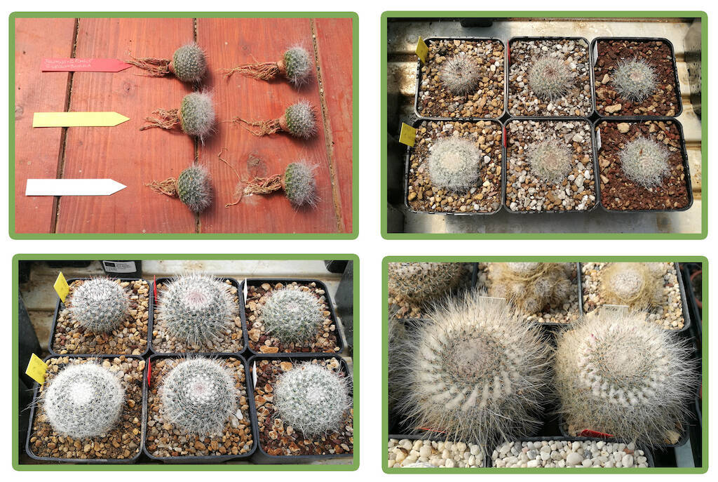 Collage Mammillaria hahniana esperimento