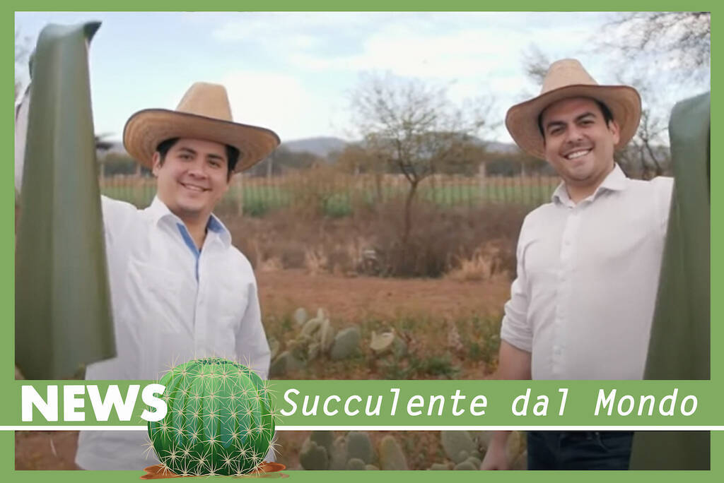 Scarpe, borse, tessuti: lo sapevate che un’alternativa sostenibile alla pelle arriva dai cactus?