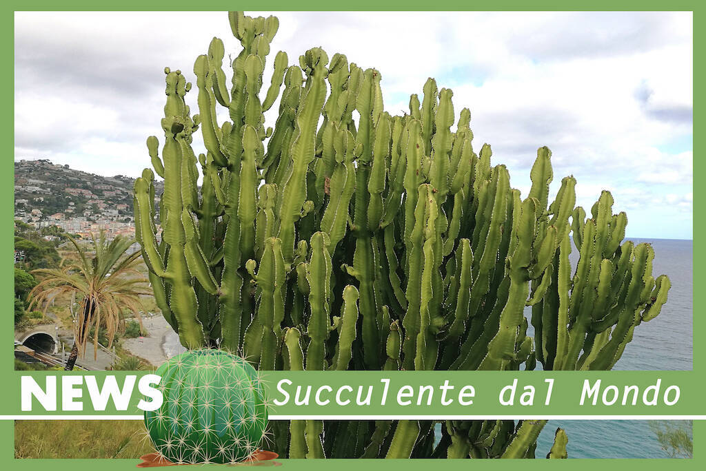 Secondo uno studio di “Nature Plants” i cactus sono le piante più esposte a rischio estinzione