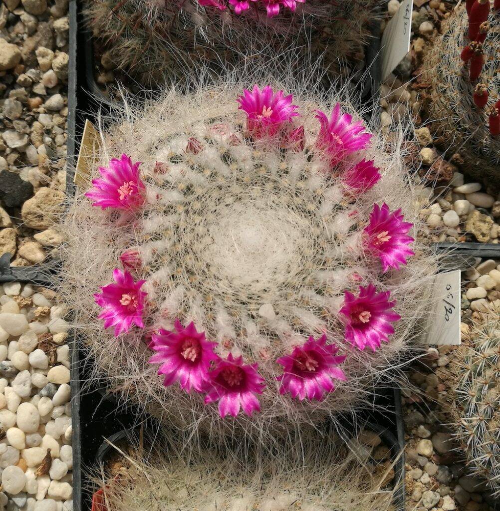 Mammillaria hahniana esperimento argilla