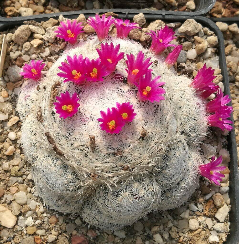 Mammillaria humboldtii