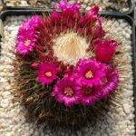 Mammillaria polythele cv un pico