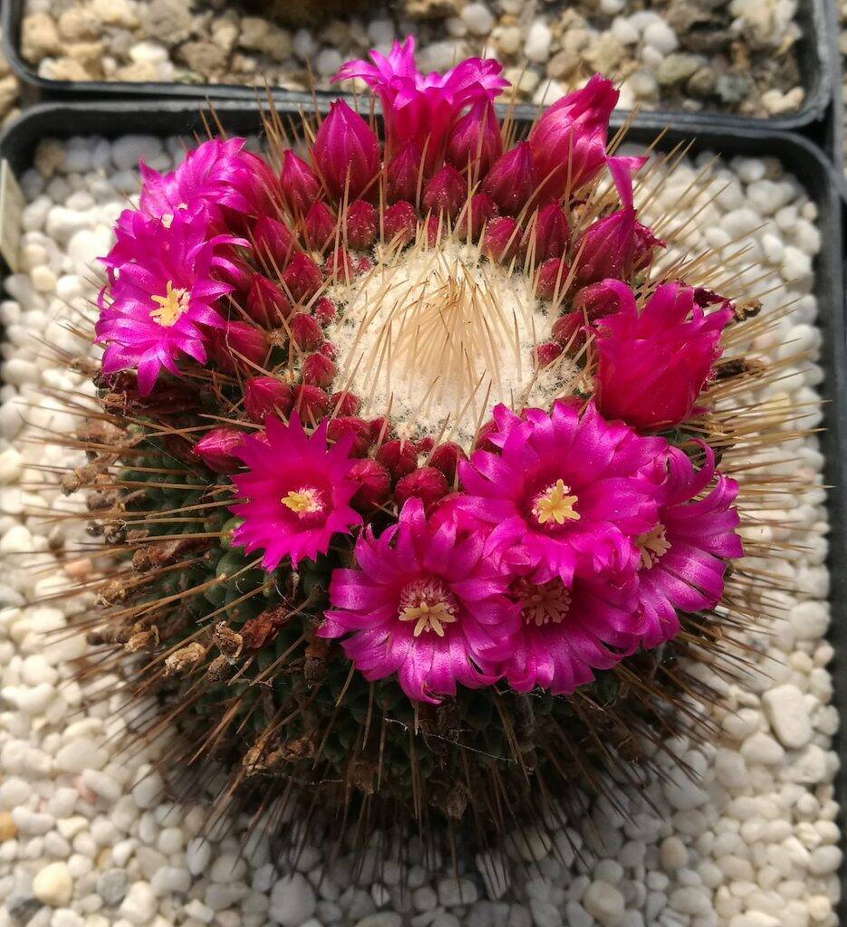 Mammillaria polythele cv un pico