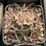 Stenocactus coptogonus