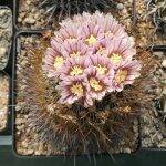 Stenocactus sp.