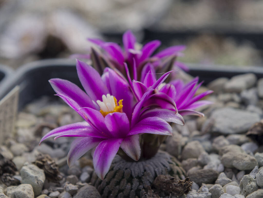 In marzo un’esplosione di colori: una gallery fotografica con le più belle fioriture di cactus