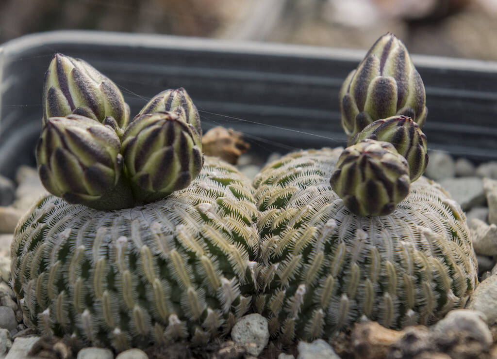 Turbinicarpus pseudopectinatus in vegetazione