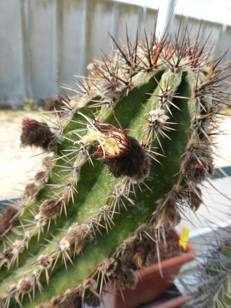 Echinopsis haku-jo fiore