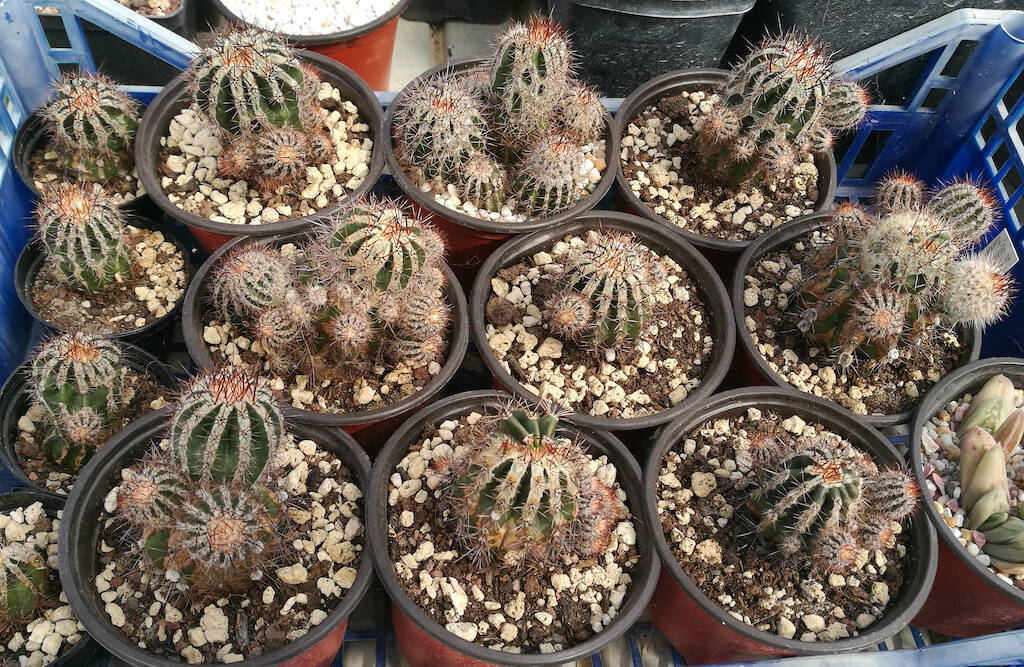 Echinopsis Haku-jo, the cactus with mysterious origins: it does not exist in nature but it’s very popular on the market