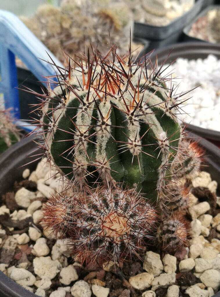 Echinopsis Haku-jo