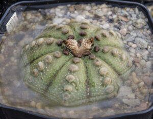 Astrophytum asterias bagnato