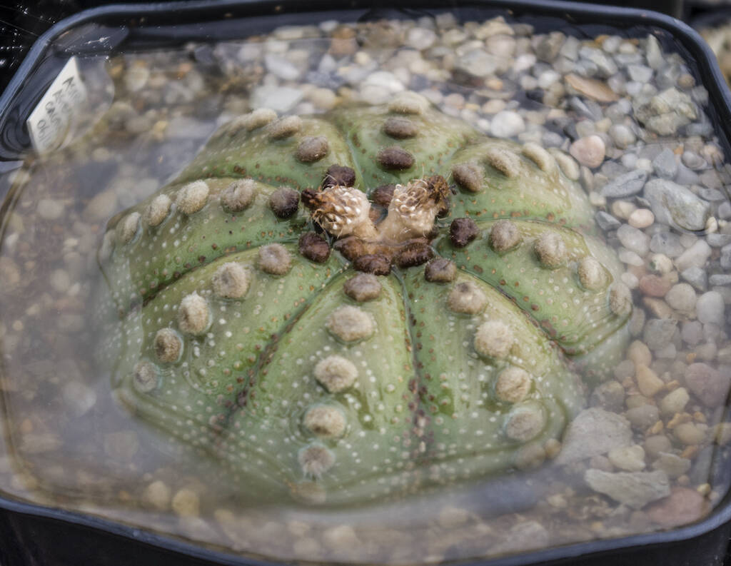 Astrophytum asterias bagnato