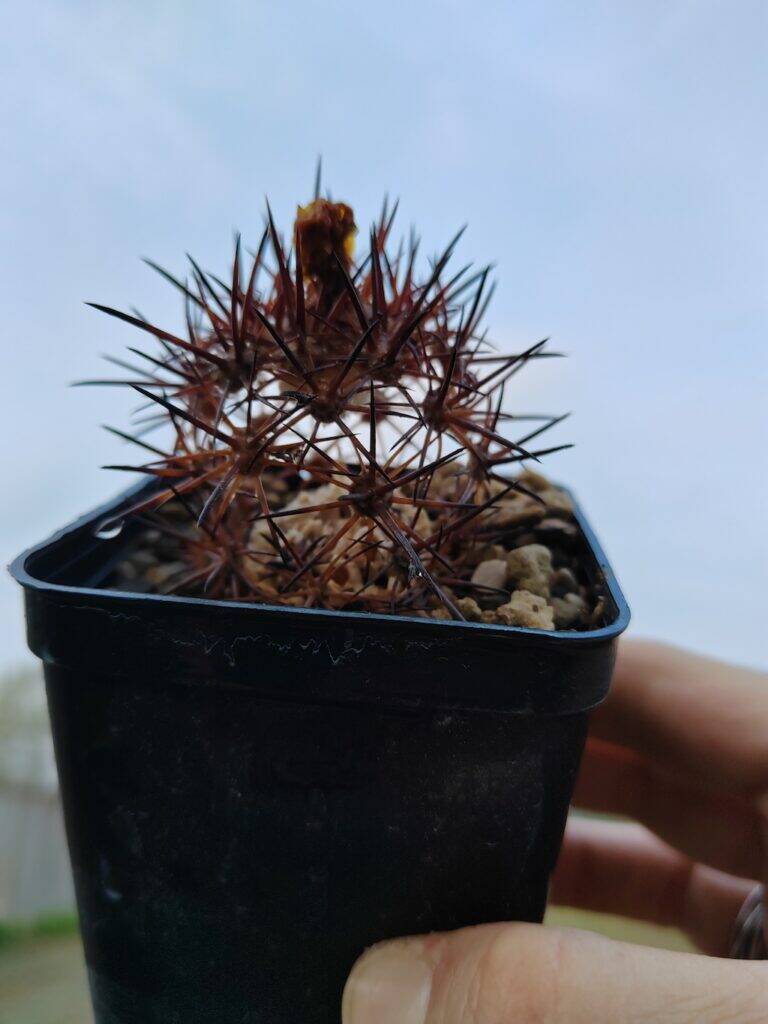 Copiapoa morta scheletro