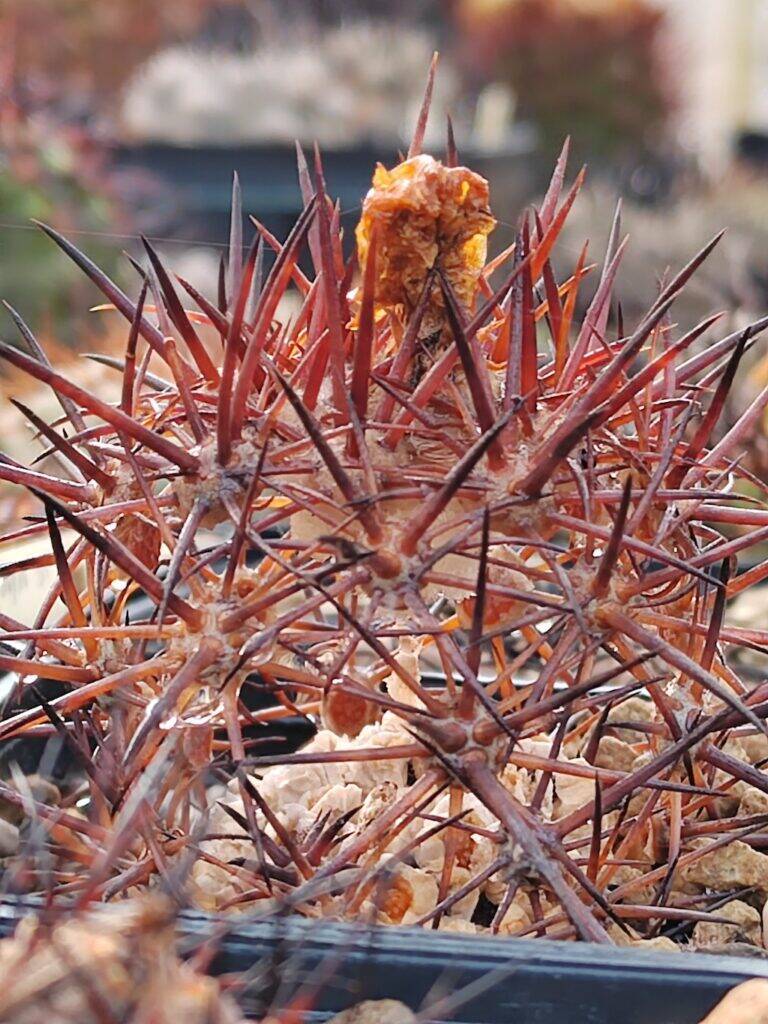Copiapoa morta scheletro