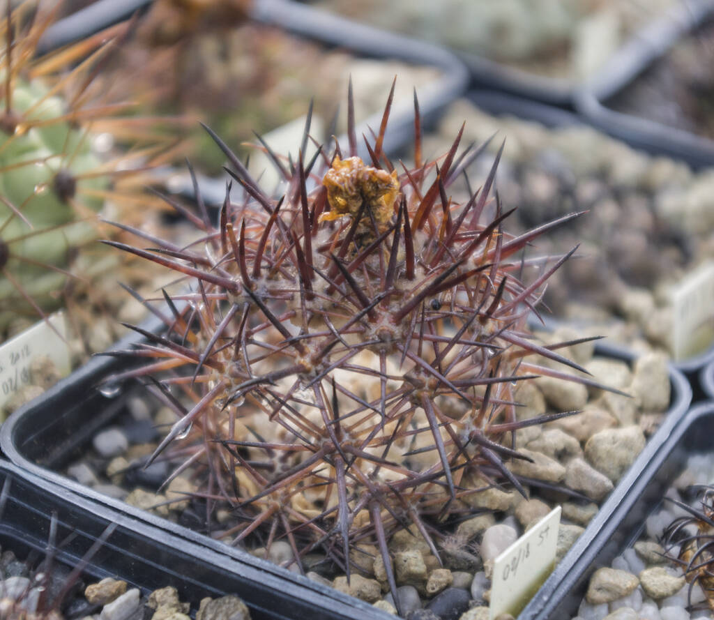 Copiapoa morta scheletro