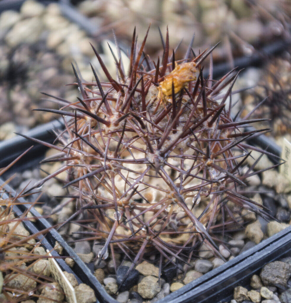 Copiapoa morta scheletro
