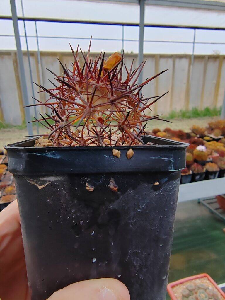 Copiapoa morta scheletro