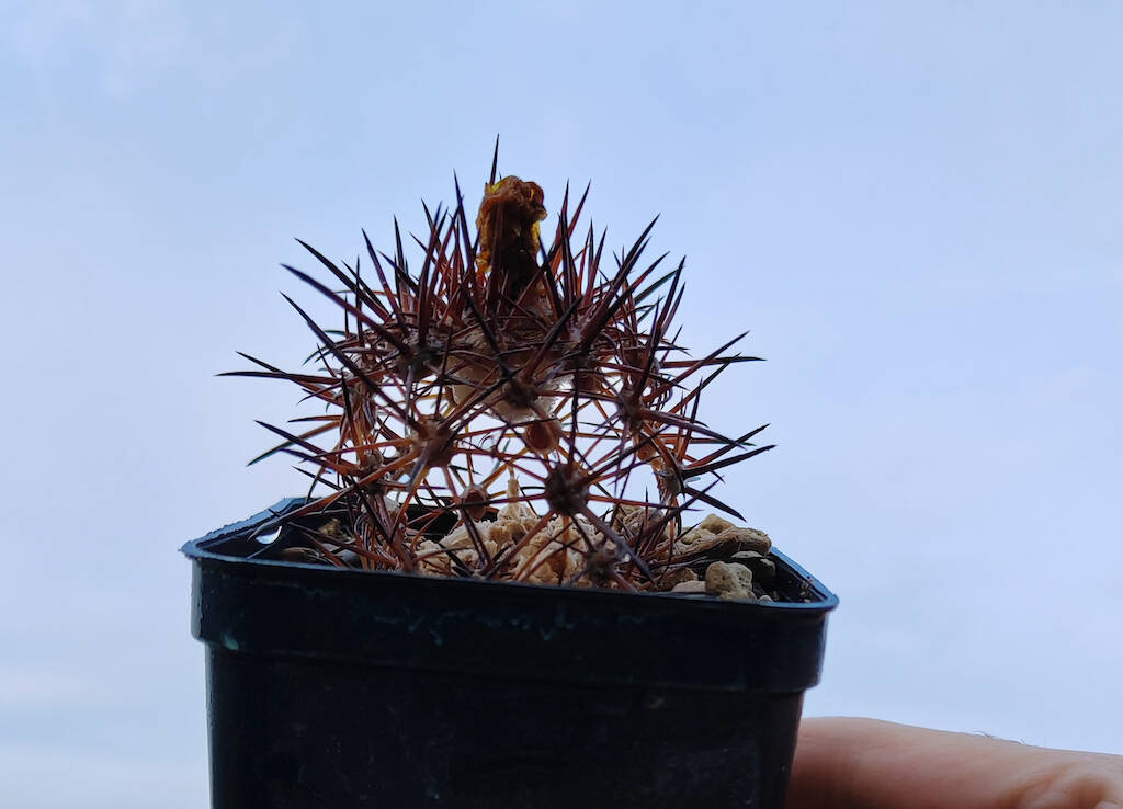 New cactus species discovered: “Copiapoa invisibilis”! Exceptional photos of a plant… that no longer exists