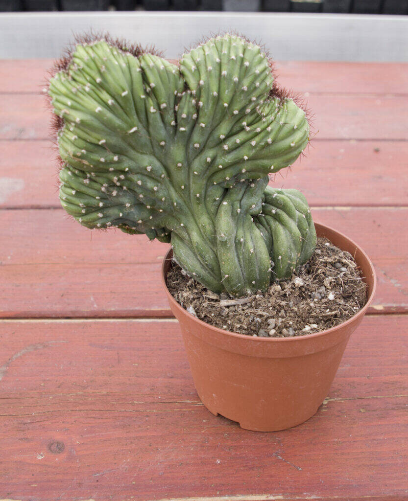Myrtillocactus crestato appena comprato