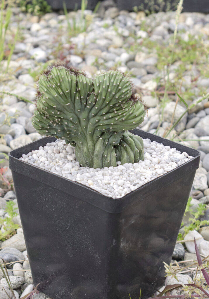 Myrtillocactus crestato nel nuovo vaso