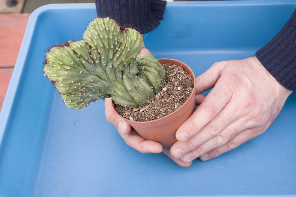 Myrtillocactus nel vaso originario
