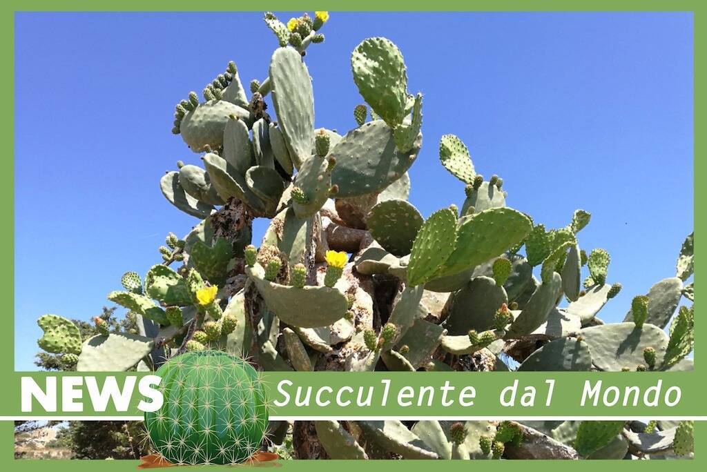 Opuntia idrogeno dai cactus