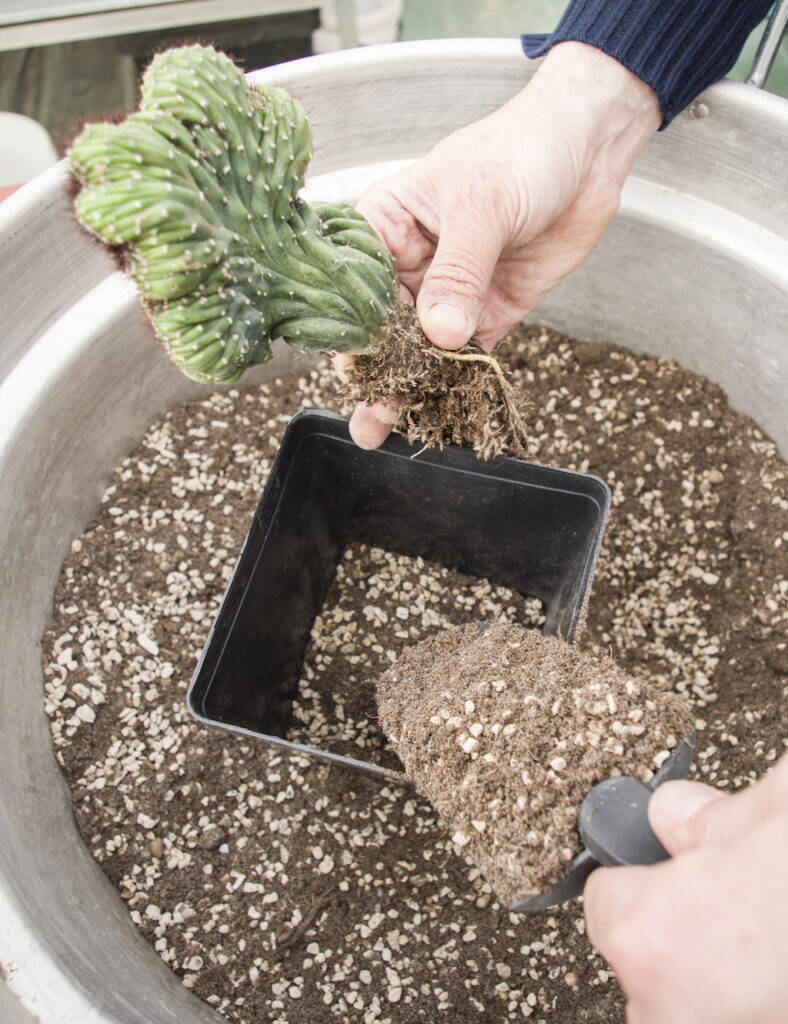 Rinvaso del Myrtillocactus nel nuovo substrato