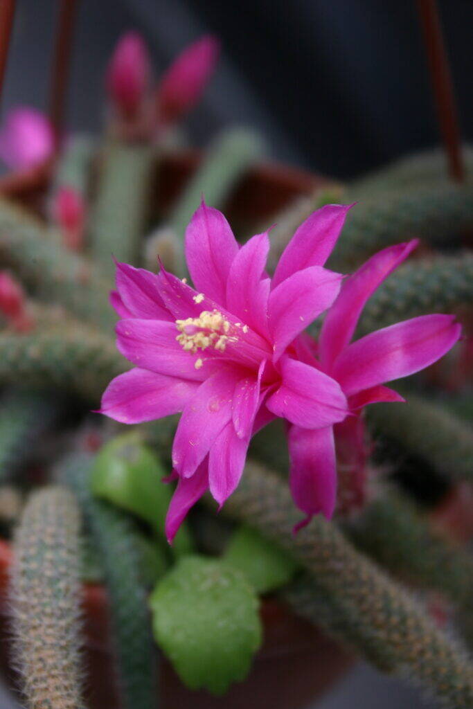 Aporocactus flagelliformis