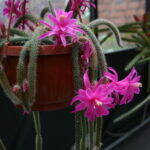 Aporocactus flagelliformis