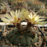 Astrophytum asterias mia semina