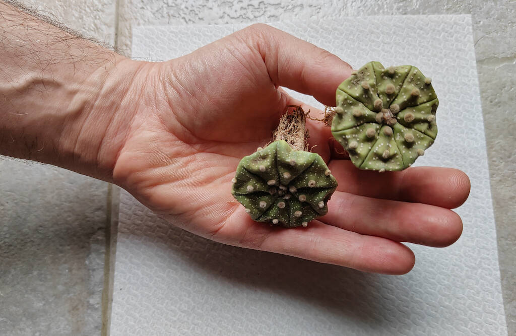 Astrophytum asterias disidratati