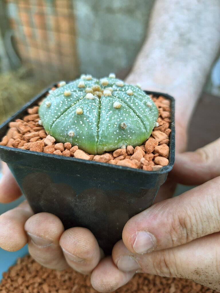 Astrophytum asterias dopo idrocoltura