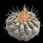 Copiapoa