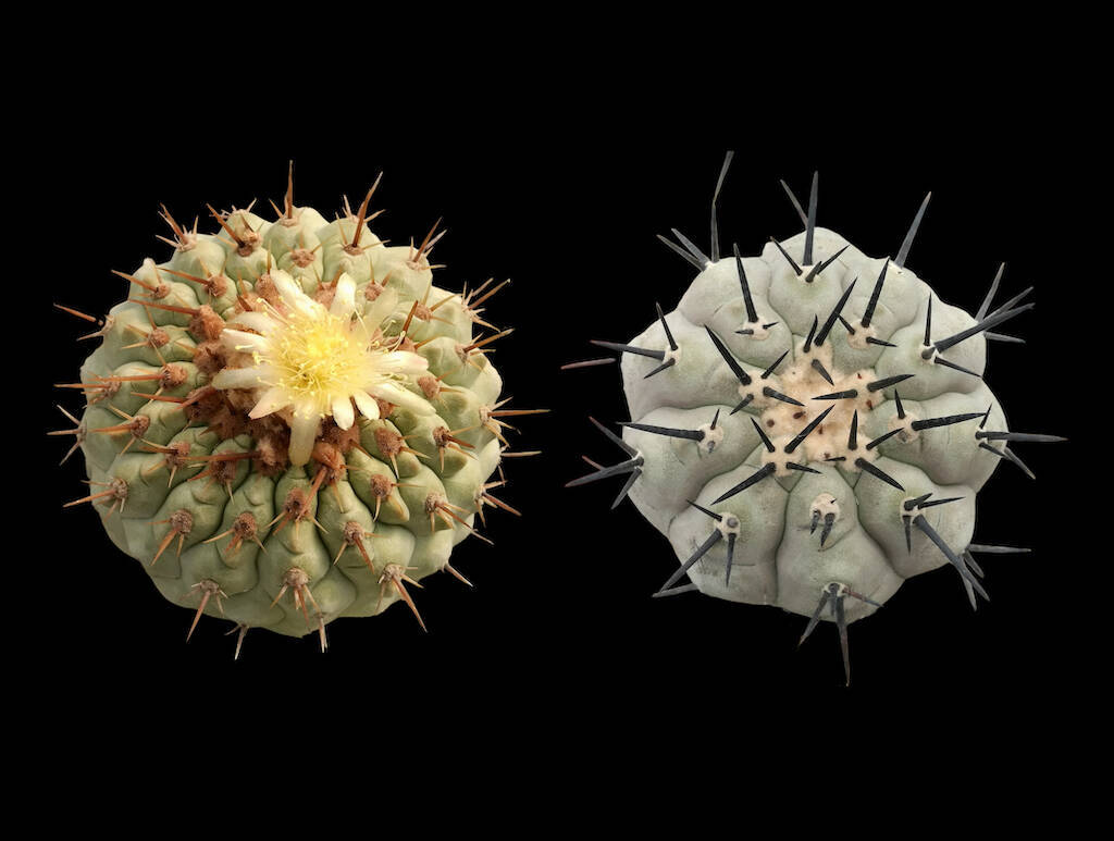 Her Majesty the Copiapoa: a series of exclusive photos enhances the beauty of this extraordinary cactus