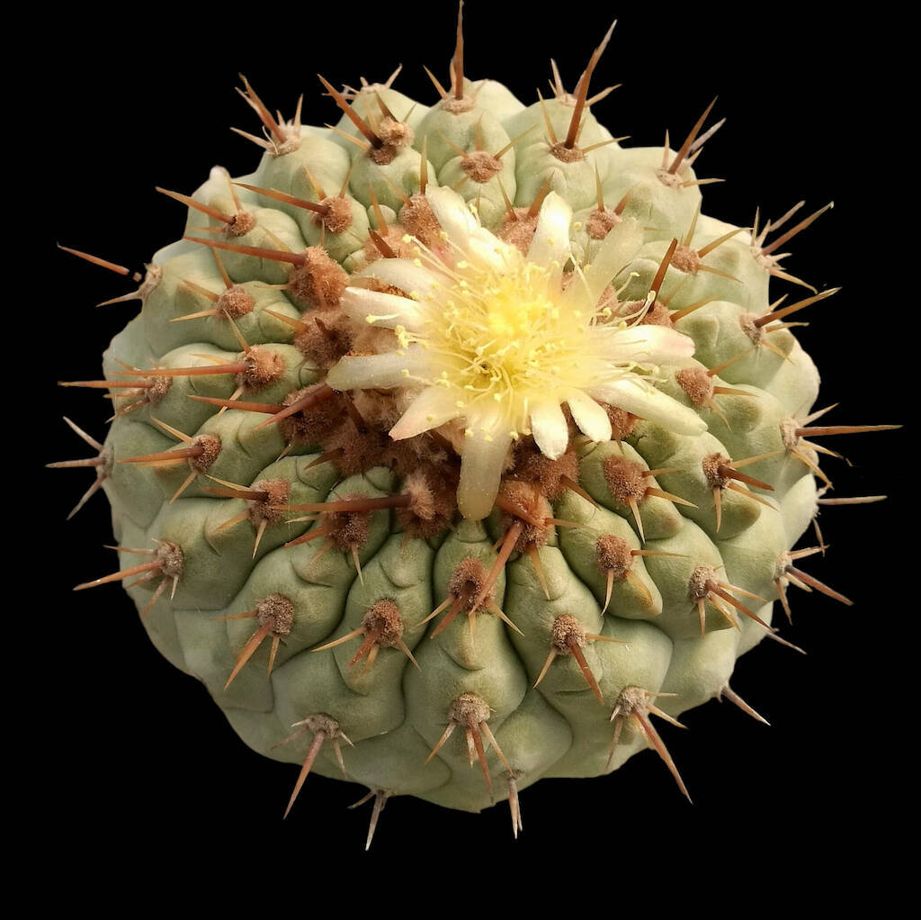 Copiapoa