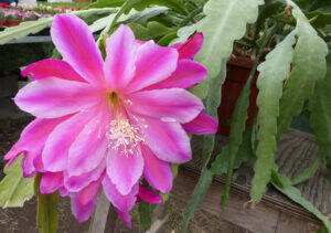 Epiphyllum ibrido