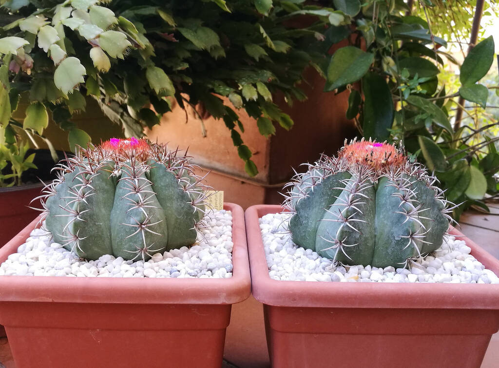 Come si coltivano i Melocactus, i cactus che con l’età mettono… il cappello (“cefalio”)!