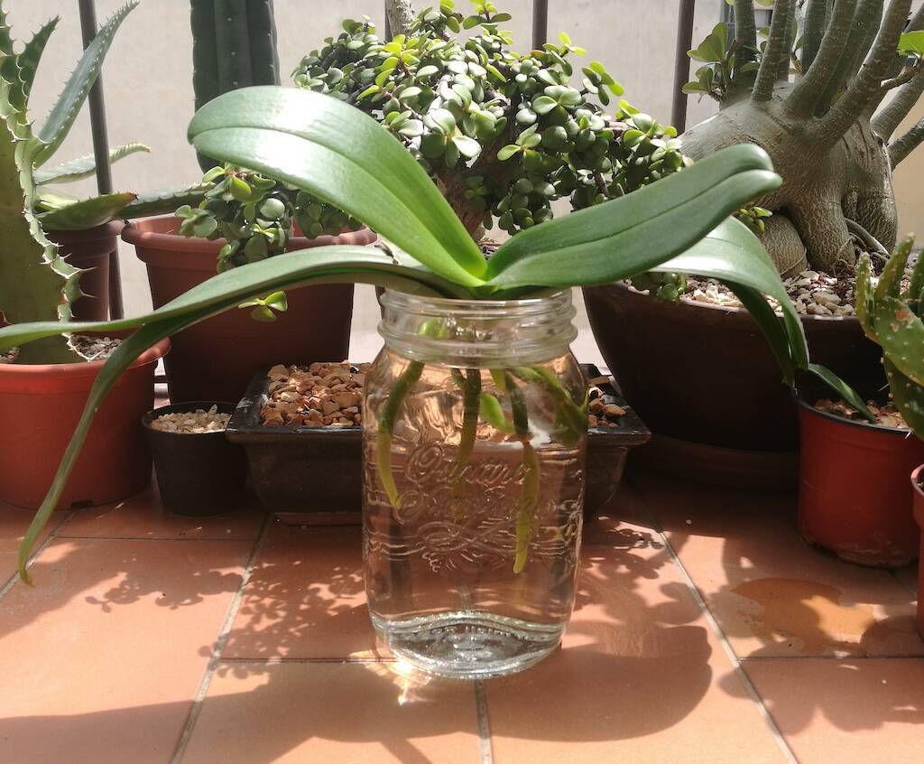 Orchidea in idrocoltura