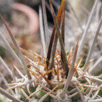 Trichocereus spine