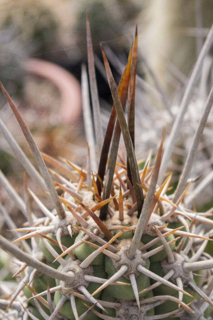 Trichocereus spine