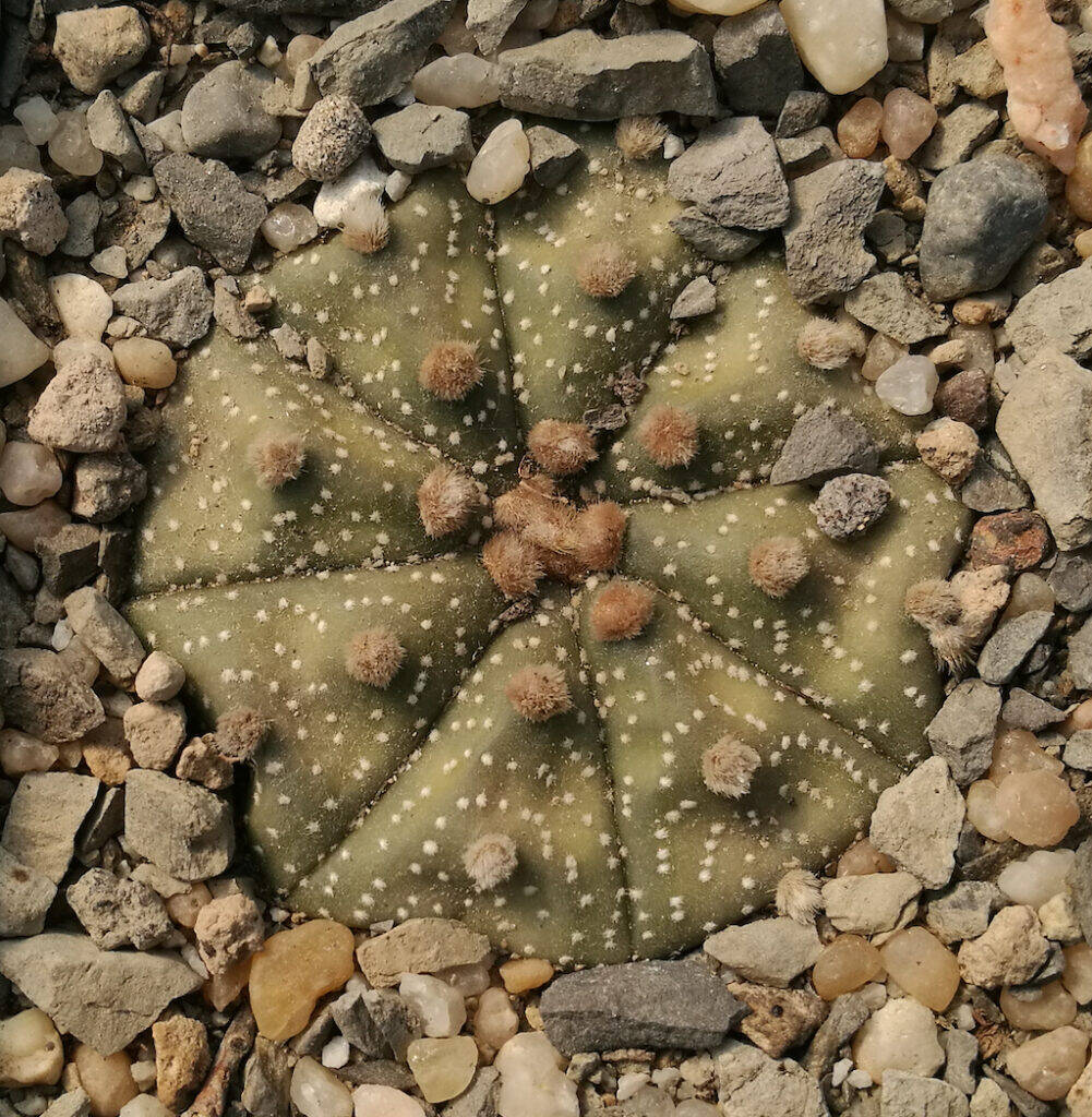 Astrophytum asterias