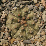 Astrophytum asterias