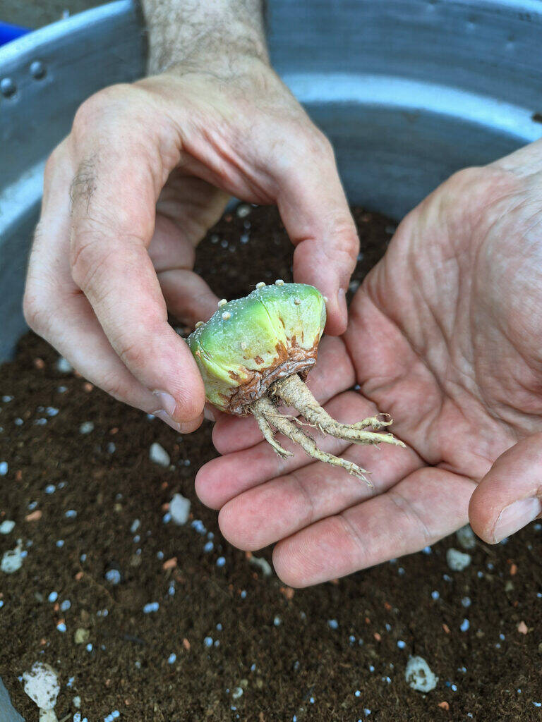 Astrophytum asterias dopo idrocoltura