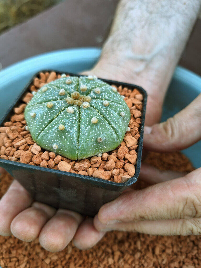 Astrophytum asterias dopo idrocoltura