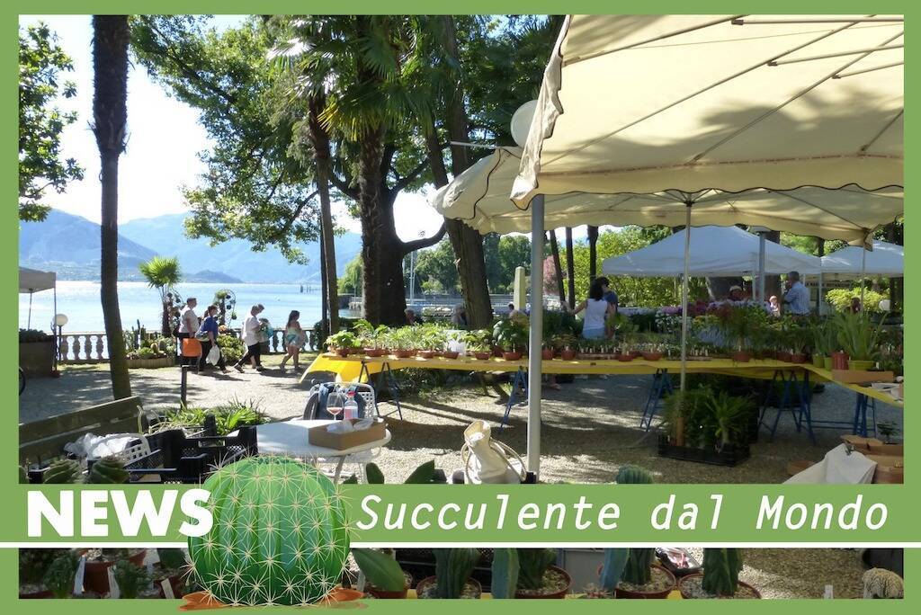 Cactus Folies Verbania