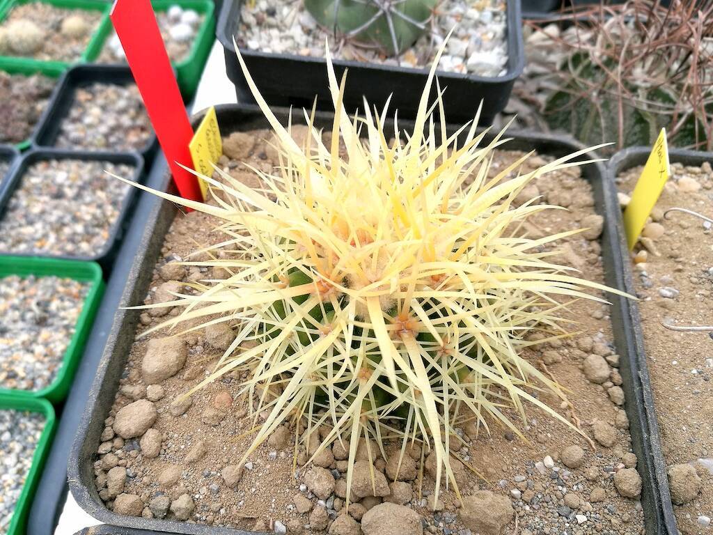 Echinocactus grusonii Ale