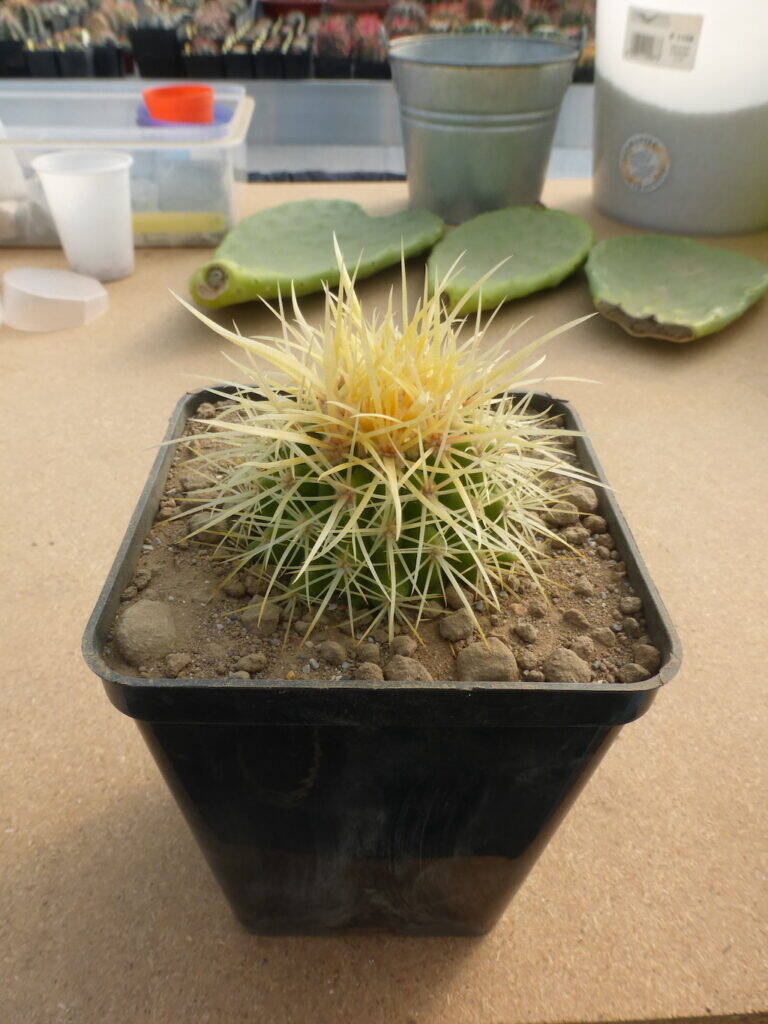 Echinocactus grusonii Ale
